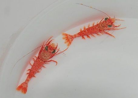 Metapenaeopsis lamellata rote Garnele Humpback Prawn Beispiel