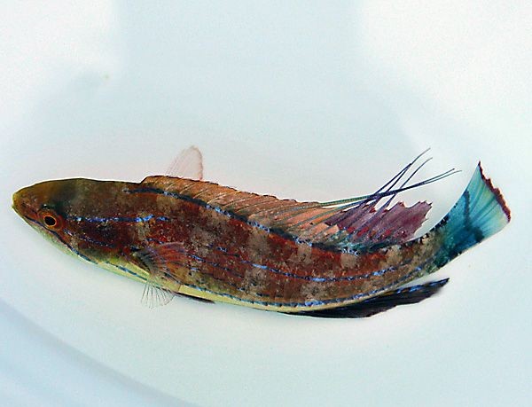 Paracheilinus carpenteri - Zwerglippfisch