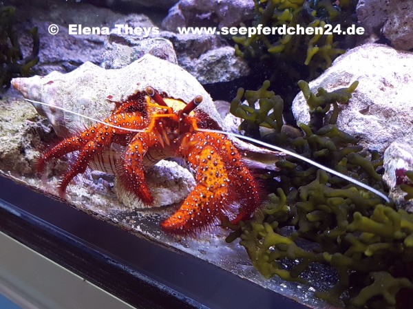 Dardanus megistos - Weisspunkt-Einsiedlerkrebs Größe S oder SM