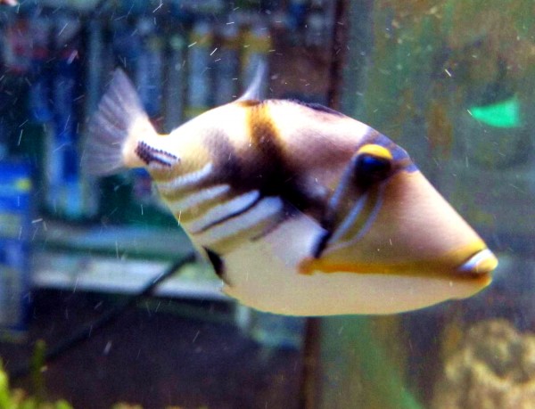 Rhinecanthus aculeatus - Picasso-Drücker