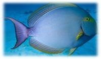 Acanthurus mata - Mata Doktorfisch