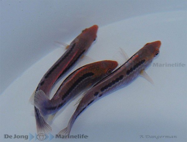 Cirrhilabrus lubbocki - wunderschöner Zwerglippfisch