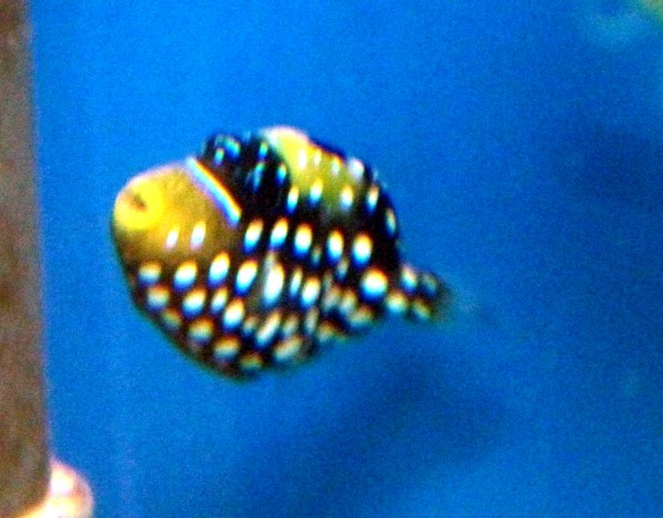 Balistoides conspicillum - Leoparden Drückerfisch S