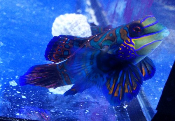(kleines) Frostfutter fressendes Männchen Pterosynchiropus splendidus - Mandarin-Fisch