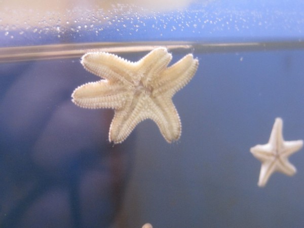 Gänsefußseestern - Asterina sp. - extrem klein bleibend