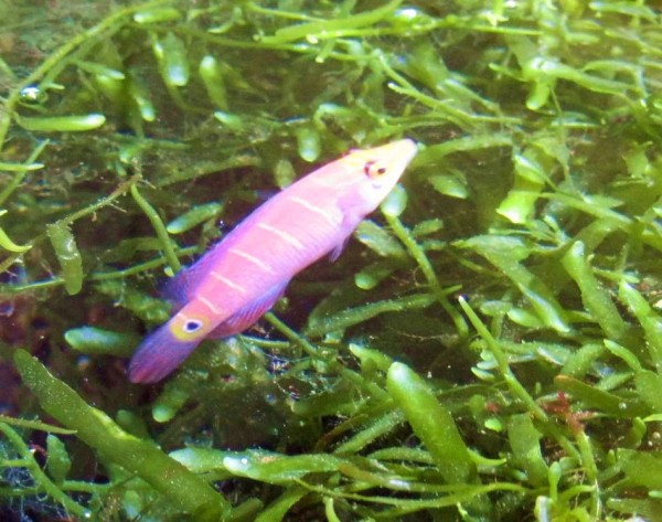 Pseudocheilinus ocellatus - geringelter Zwerglippfisch
