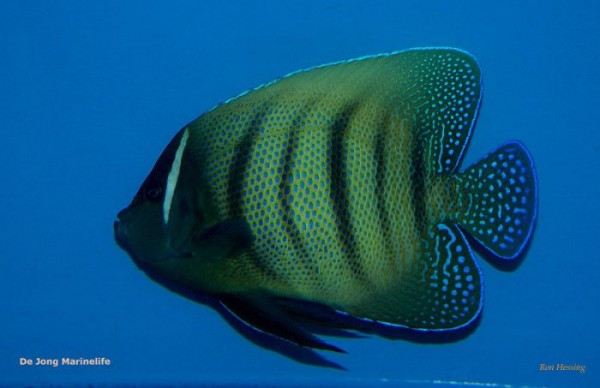 Pomacanthus sexstriatus - Sechsbinden-Kaiserfisch