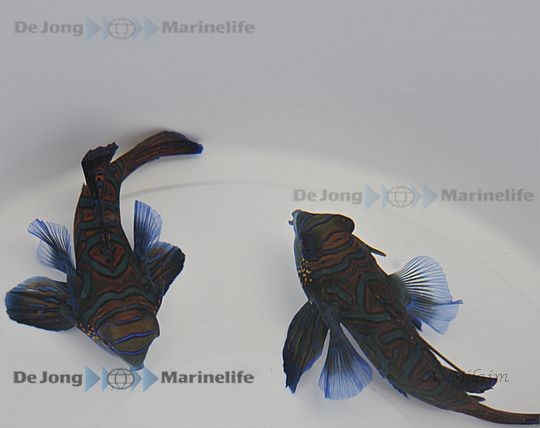 (kleines) Frostfutter fressendes Paar Pterosynchiropus splendidus - Mandarin-Fische
