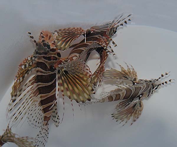 Dendrochirus zebra - Zebra-Zwergrotfeuerfisch - Achtung: giftig
