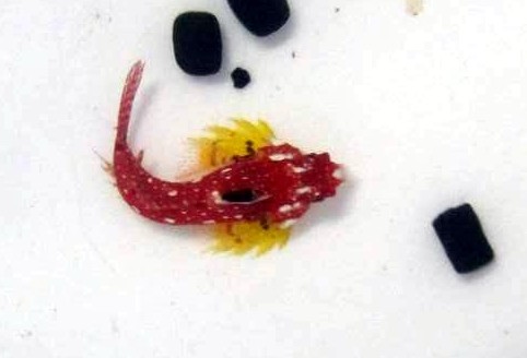 Weibchen Synchiropus sycorax vorher: tudorjonesi (ähnlich moyeri) - knallroter Leierfisch mit gelben