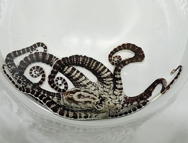 Oktopus Sepia Sonstiges Niedere Elena Theys Meeresaquaristik