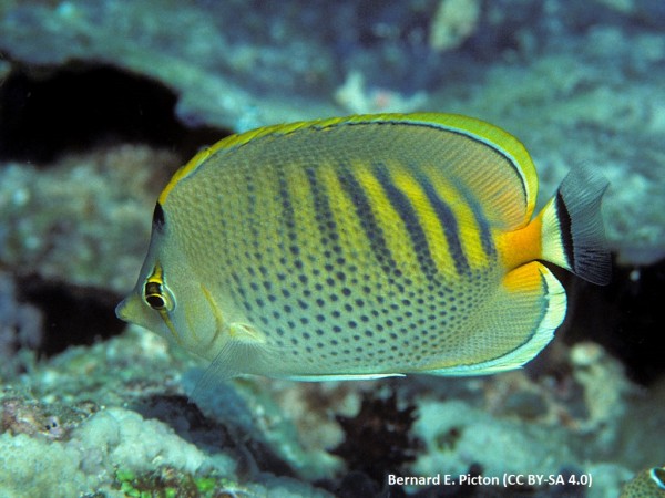 Chaetodon punctatofasciatus - Punktstreifen-Falterfisch