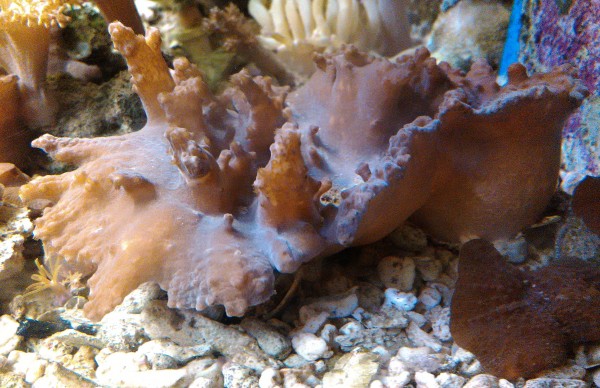 Sinularia brassica (Synonym: dura) braun