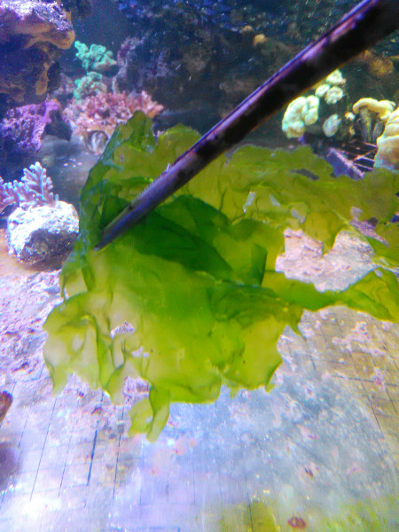 kleine Handvoll lebender Ulva lactuca - grüner Meersalat