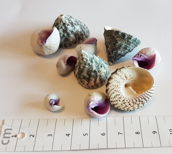 10 gemischte kleine Einsiedlerhäuser 1-4cm lila + Tectus