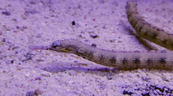 Corythoichthys sp - kriechende Seenadel