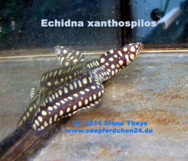 Echidna xanthospilos - seltene Muräne - Rarität