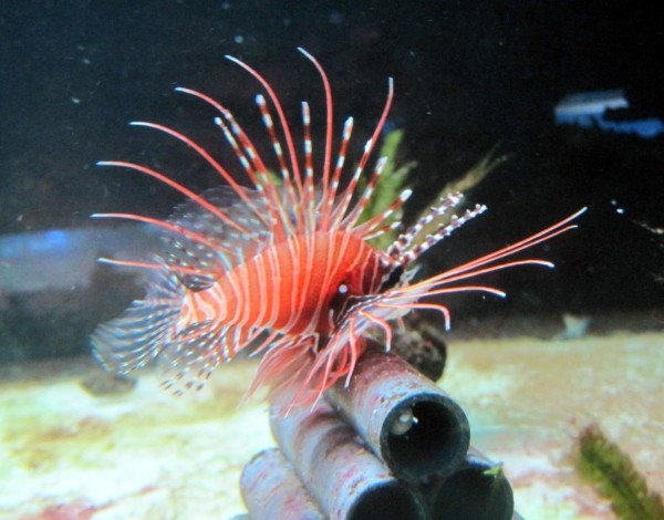 Pterois antennata - Antennen-Rotfeuerfisch