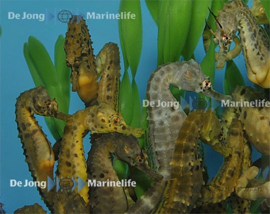 ca 14 Tage Lieferzeit Hippocampus abdominalis Männchen - Seepferdchen auf verbindliche Vorbestellung