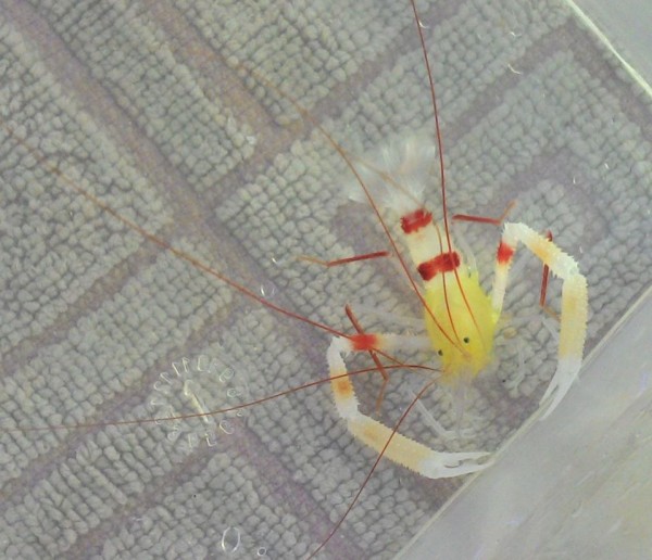 Stenopus zanzibaricus- gelbe Zanzibar-Scherengarnele