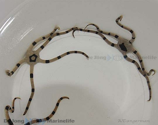 Ophiolepis superba - gestreifter Schlangenstern