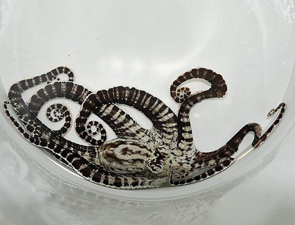 selten zu bekommen Wartezeit Thaumoctopus mimicus - Mimikri Oktopus