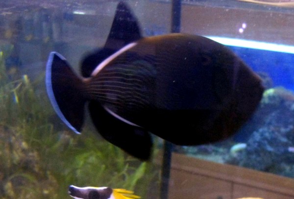 Melichthys indicus - Indischer Drückerfisch - selten