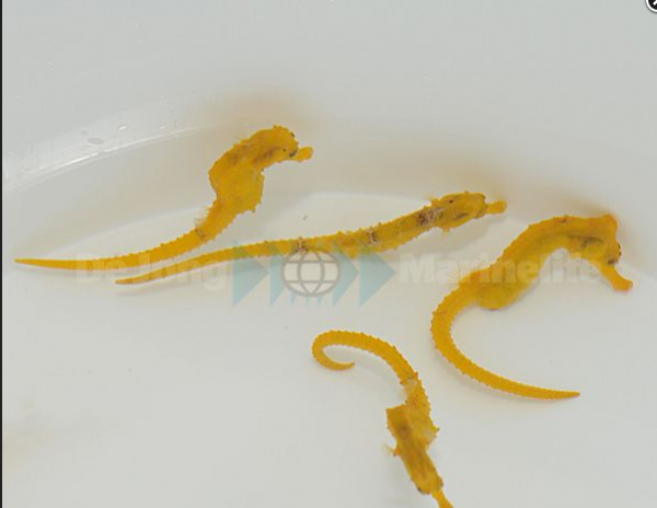 nur auf Vorbestellung Paar Angebot gelbe Hippocampus reidi - karibisches Seepferdchen NZ Beispielb