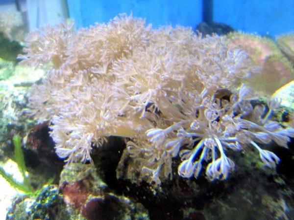 Xenia umbellata - Pumpende rosa Xenia