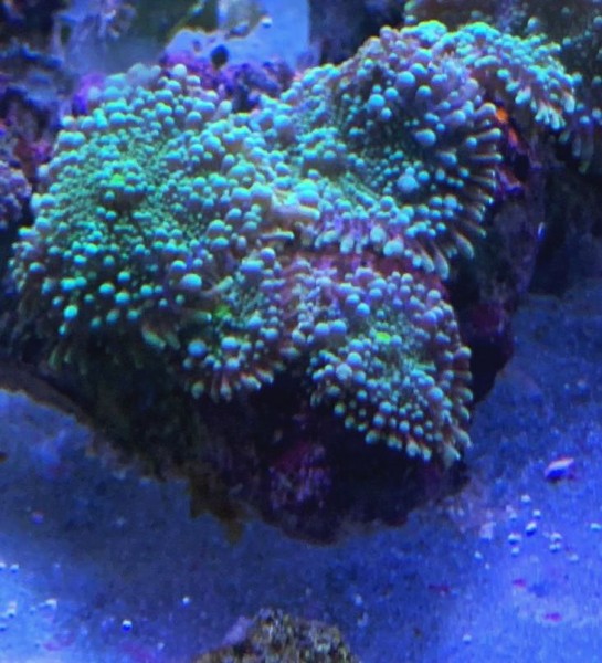 WYSIWYG Ricordea yuma grün und grüner Mund Preis pro Scheibenanemone