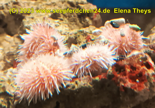 Angebot Salmacis sp Pink Lady Nano Seeigel