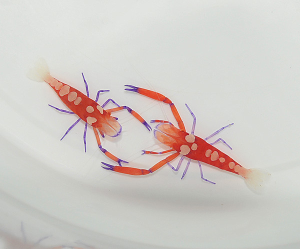Zenopontonia rex - Imperator-Garnele