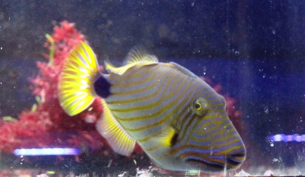 Balistapus undulatus - Orangestreifen Drückerfisch