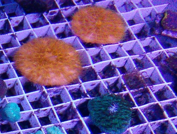 Cycloseris tenuis - ähnlich Fungia - orange Pilzkoralle Beispiel