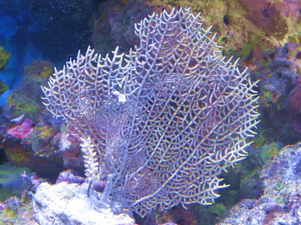 Gorgonia ventalina - zooxantheller karibischer Gorgonienfächer