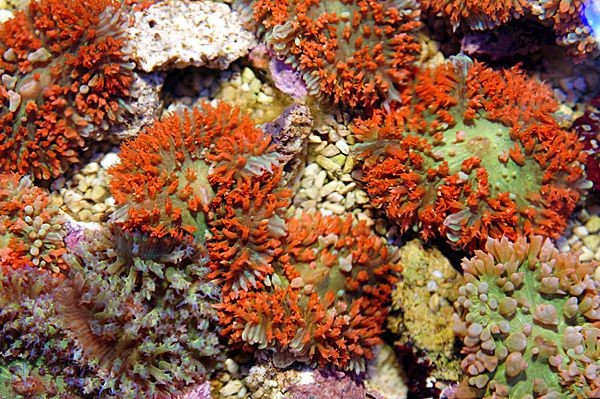 Rhodactis osculifera rot (red)