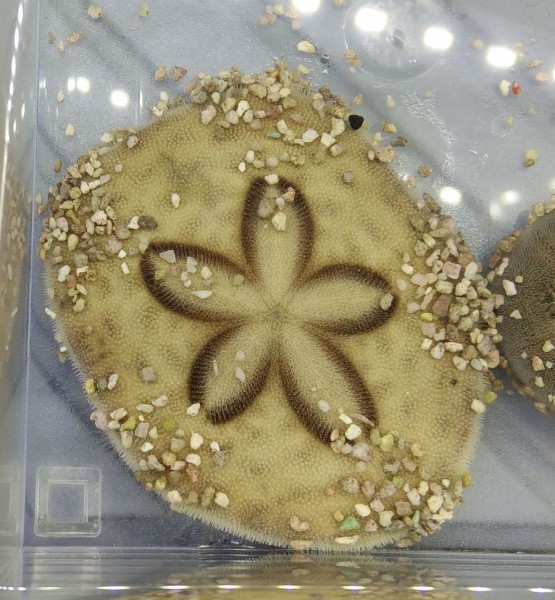 Clypeaster sp - großer Sanddollar grabender Seeigel