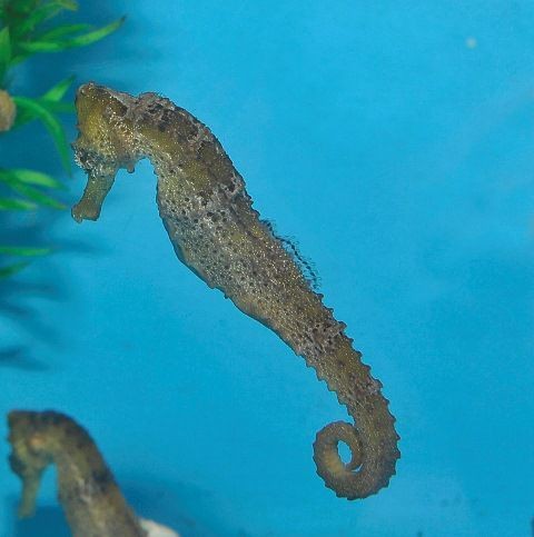 Paar leicht gelbliche Hippocampus reidi - karibisches Seepferdchen NZ Beispielbild