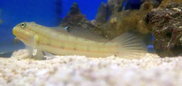 Valenciennea muralis - Schläfergrundel