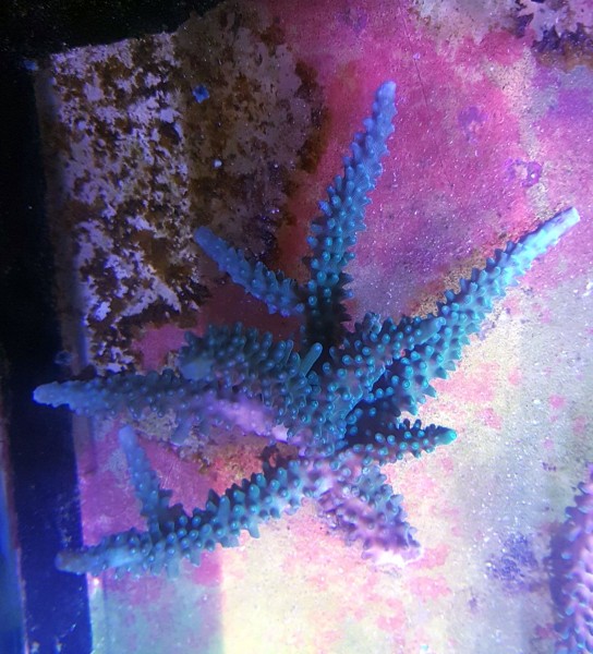 WYSIWYG Acropora sp. blaugrün