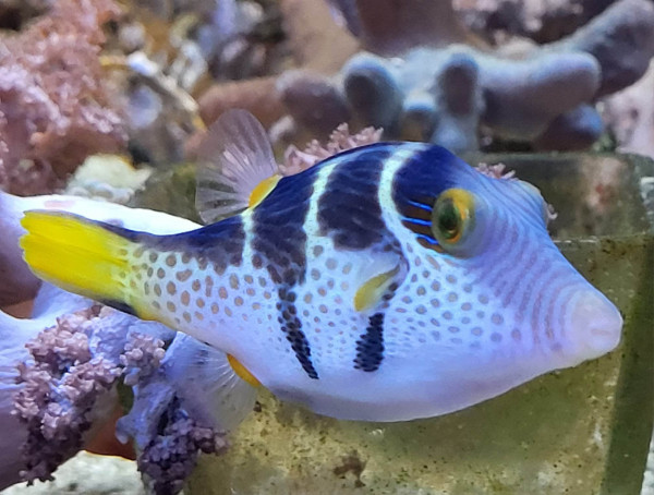 Canthigaster valentini - Sattel-Spitzkopfkugelfisch