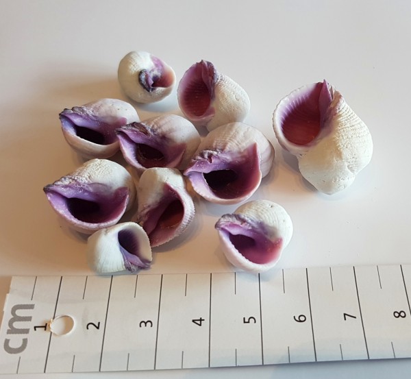 10 Einsiedlerhäuser klein 1-2 cm mit lila