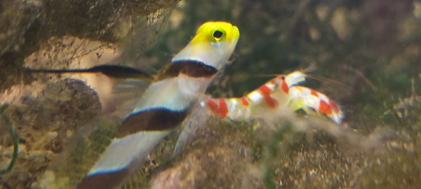 Stonogobiops nematodes - Lanzen-Symbiosegrundel