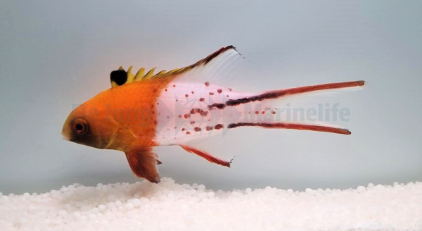 Bodianus anthioides - Schweinslippfisch