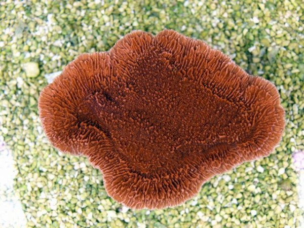 Montipora foliosa Platte rot M ca 6 cm