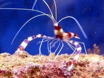 Stenopus hispidus - Scherengarnele