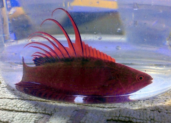 Paracheilinus cyaneus - blauer Zwerglippfisch