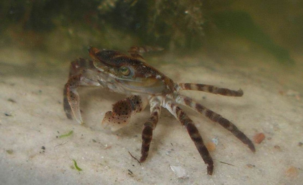 20 Stück lebende Krabben als Futter für Drücker Fangschreckenkrabse etc. 14 Tage Vorlaufzeit